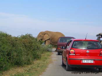 Ado Elephant 1