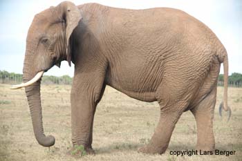 Ado Elephant 5