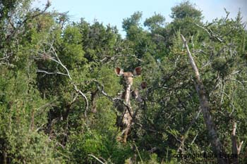 Ado Elephant Antilope1