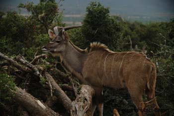 Ado Elephant Antilope2