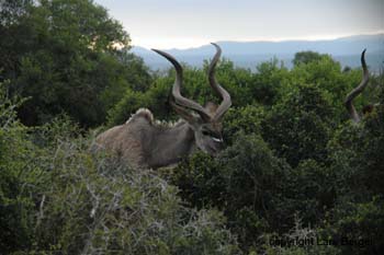 Ado Elephant Antilope3