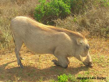 Ado Elephant Warzenschwein