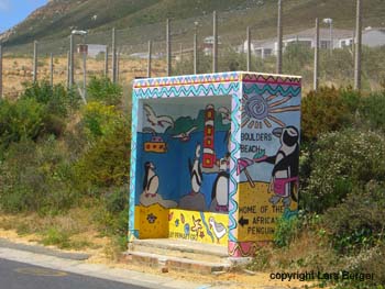 Afrika Pinguin10