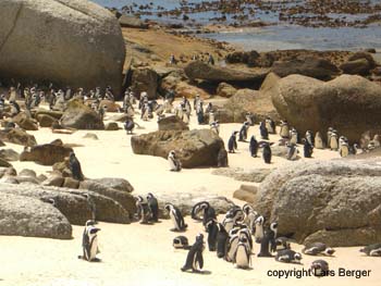 Afrika Pinguin13