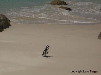 Afrika Pinguin14