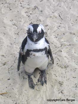 Afrika Pinguin16