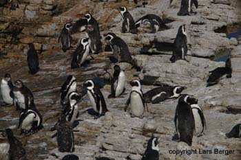 Afrika Pinguin2