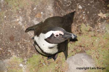 Afrika Pinguin3