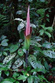 Amorpho Phallus2 Amorpho Phallus2