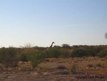 Augrabie Falls giraffe2