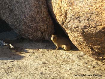 Augrabie Falls np dassie 2