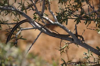 Augrabie Falls snake2 