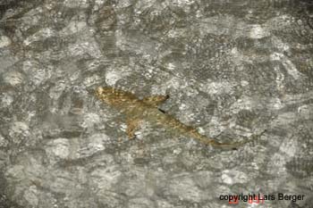 Baby Black Tip3