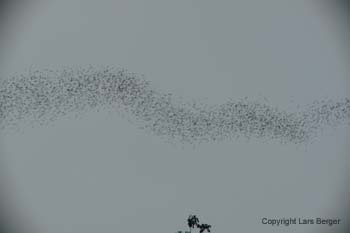 Bats3 Bats3