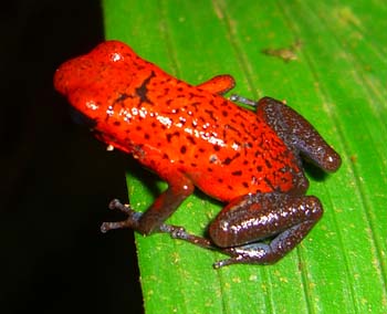 Blue Jeans Dartfrog1