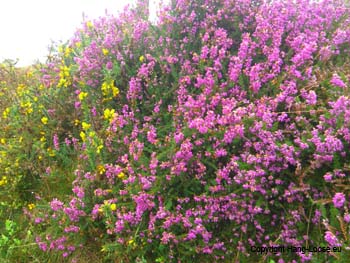 CIMG0206 CIMG0206