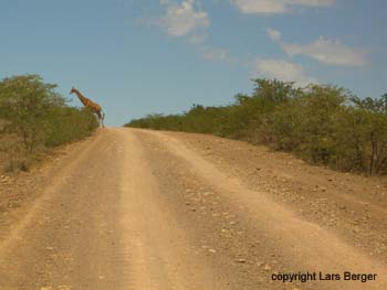 Great Fish River Reserve Griraffe