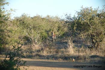 Great Fish River Reserve RUndfahrt1