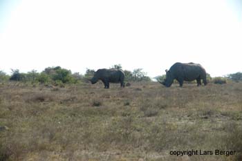 Great Fish River Reserve Rhinos2