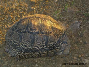 Great Fish River Reserve Turtle