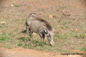 Great Fish River Reserve Warzenschwein
