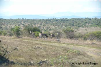 Great Fish River Zebras1