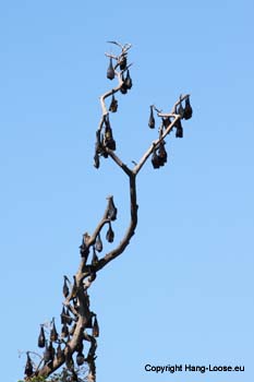 IMG_1854