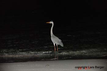Inselreiher Nacht