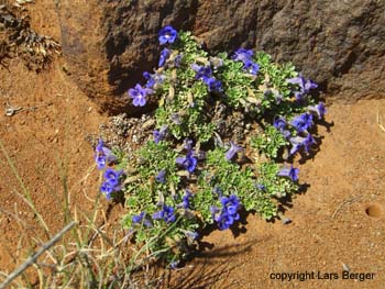 Karoo NP2