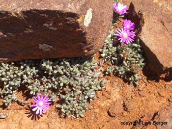Karoo NP3