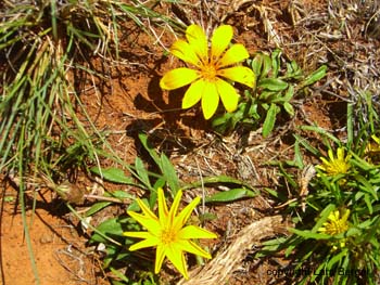Karoo NPBlumen1