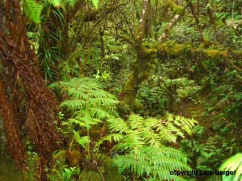 Kaulahuki TRail4