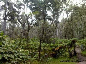 Kilauea iki Trail2