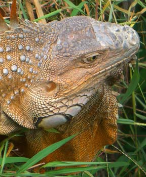 Leguan bei Muelle02