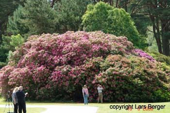 Muckross Park, Killarney