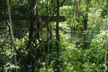 Mulu Canopy2 Mulu Canopy2