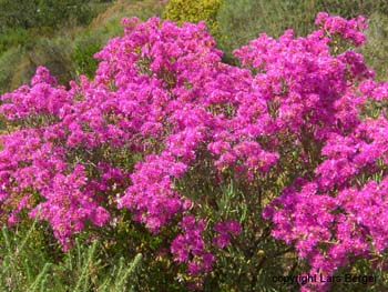 Namaqualand Blumen 1
