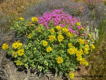 Namaqualand Blumen 6