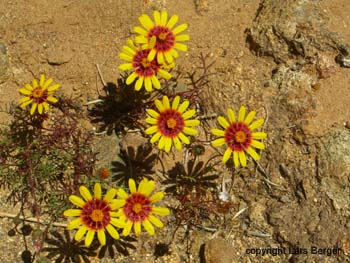 Namaqualand Blumen 8