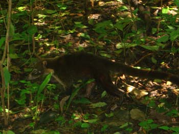 NasenbÃƒÂ¤r im Cabo Blanco NP