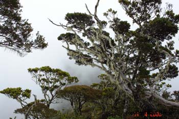 Nebelwald auf dem Kinabalu