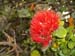Ohia lehua4 Ohia lehua4