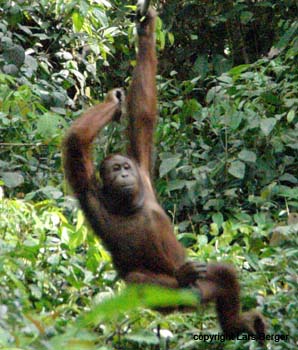 Orang Utan1