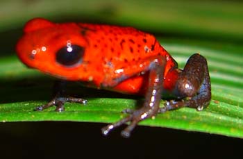 Pfeilgiftfrosch102