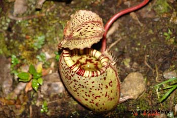 Pitcher Plant2