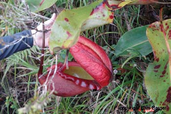 Pitcher Plant5