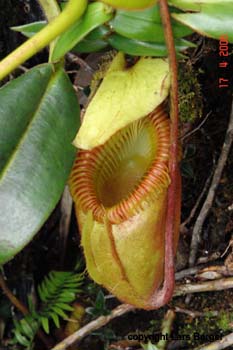 Pitcher Plant am Baum3