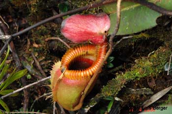 Pitcher Plant am Baum4