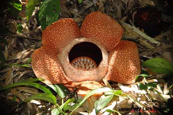Rafflesia3