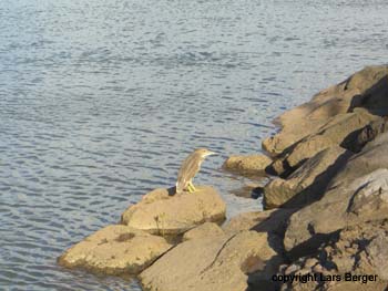 Reiher am Hafen